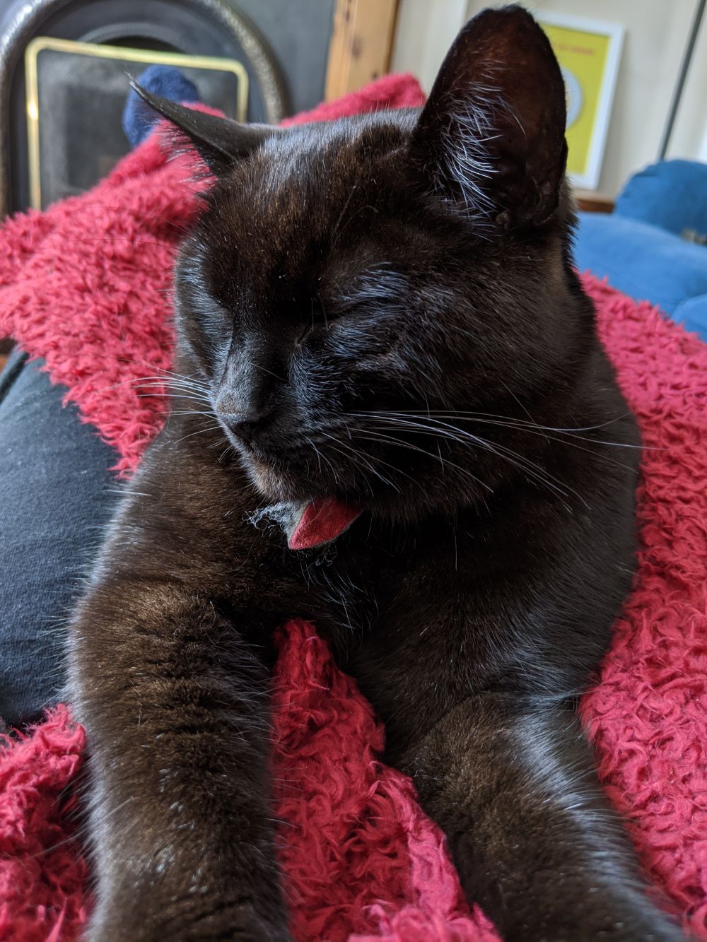 Black cat sitting up, in snuggle valley, facing the camera, looking content and sleepy