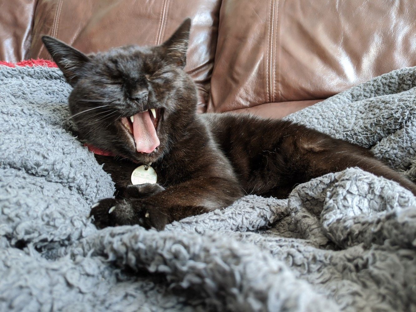 Black cat sitting up on a grey blanket, yawning very much