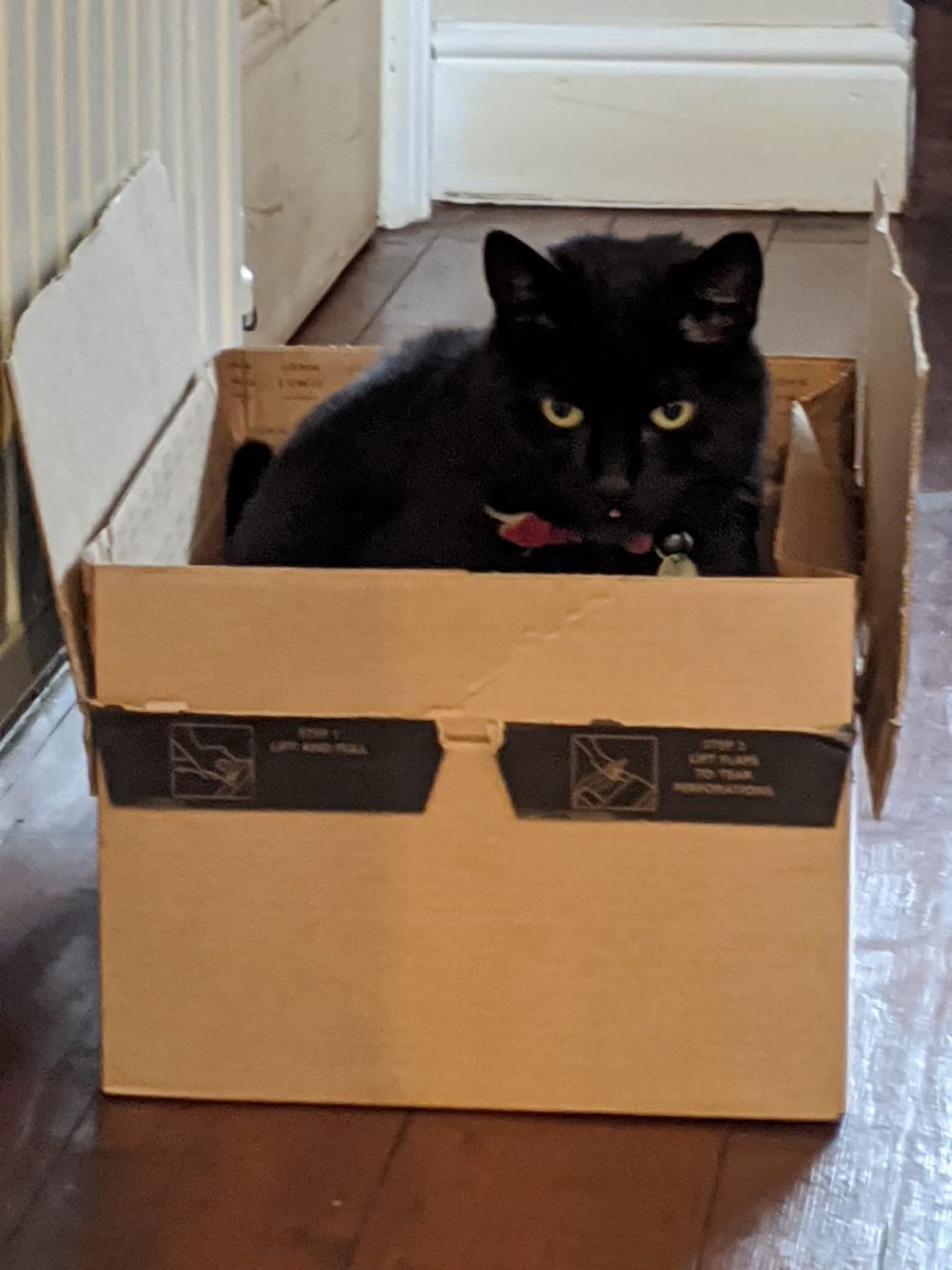 Black cat sitting in an Amazon box, looking happy, with a little blep Black cat sitting in an Amazon box, looking happy, with a little blep