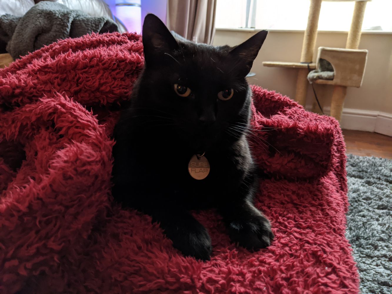 Black cat sitting in a red blanket, posing like a Sphinx Black cat sitting in a red blanket, posing like a Sphinx