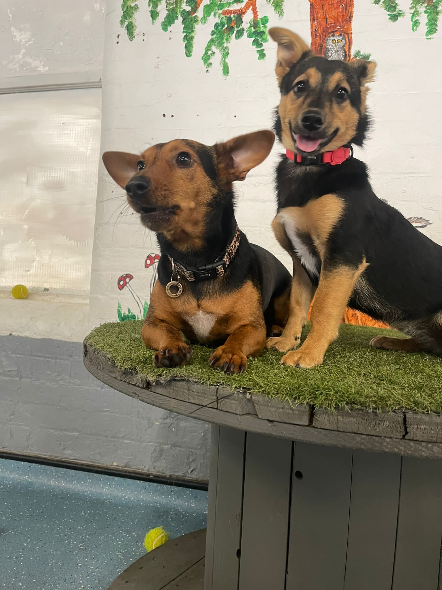 Cookie the puppy sitting on a raised fake grass bed, next to Valentine the Dashund who is looking away from the camera. Cookie is beaming at the camera, with her mouth slightly open and her tongue slightly sticking out.