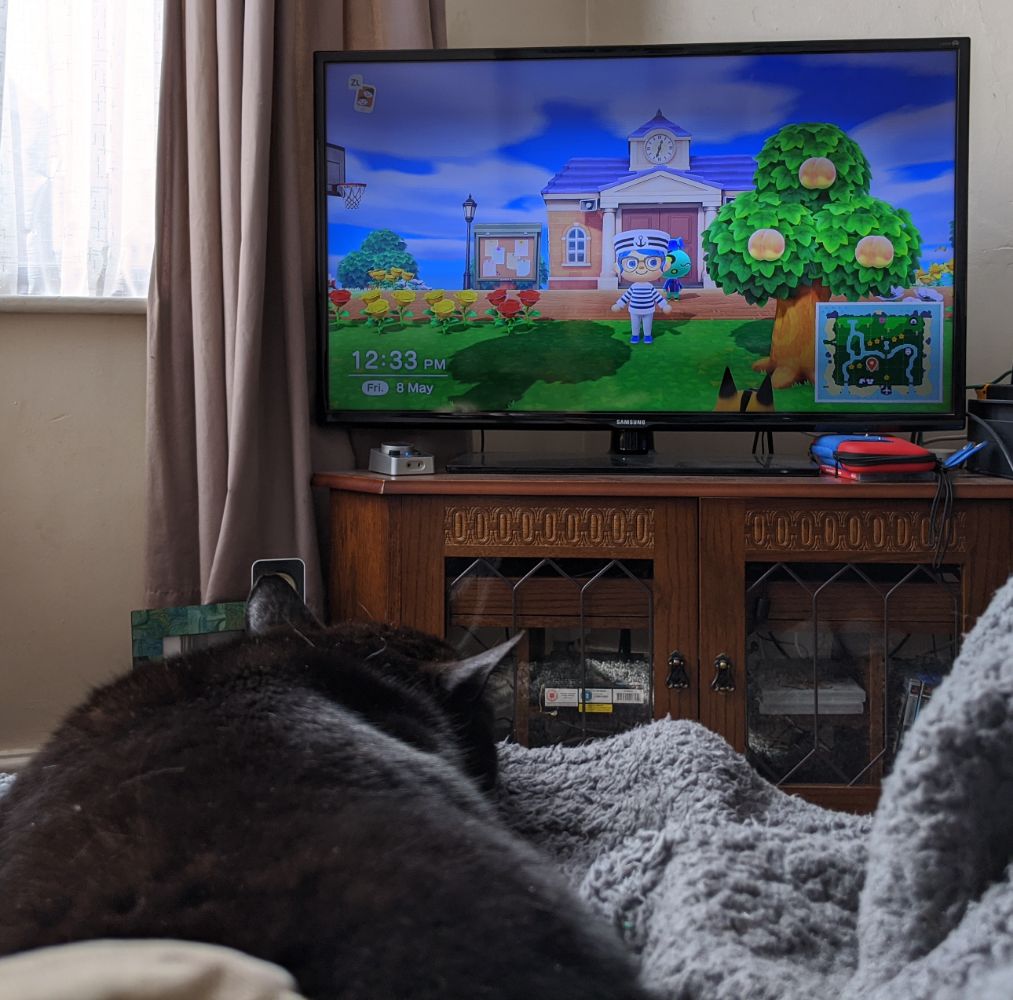 Black cat lying on his stomach, watching the TV, which is showing Anna playing Animal Crossing