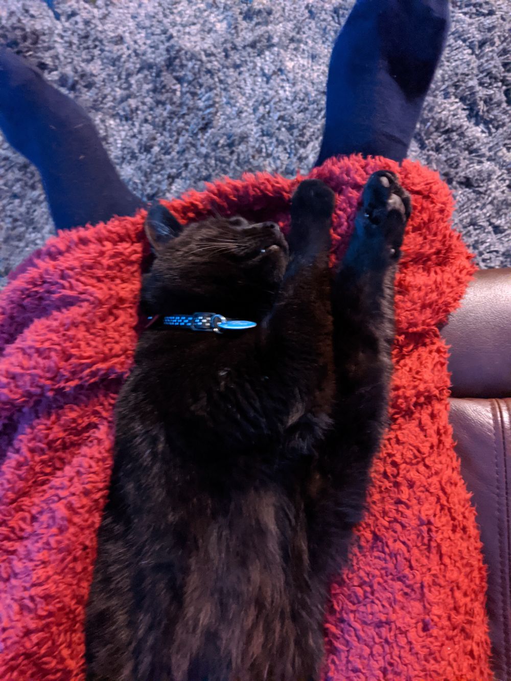 Black cat lying outstretched on his side on a red blanket between Jamie's outstretched legs, with both paws held up, with a hint of tongue present