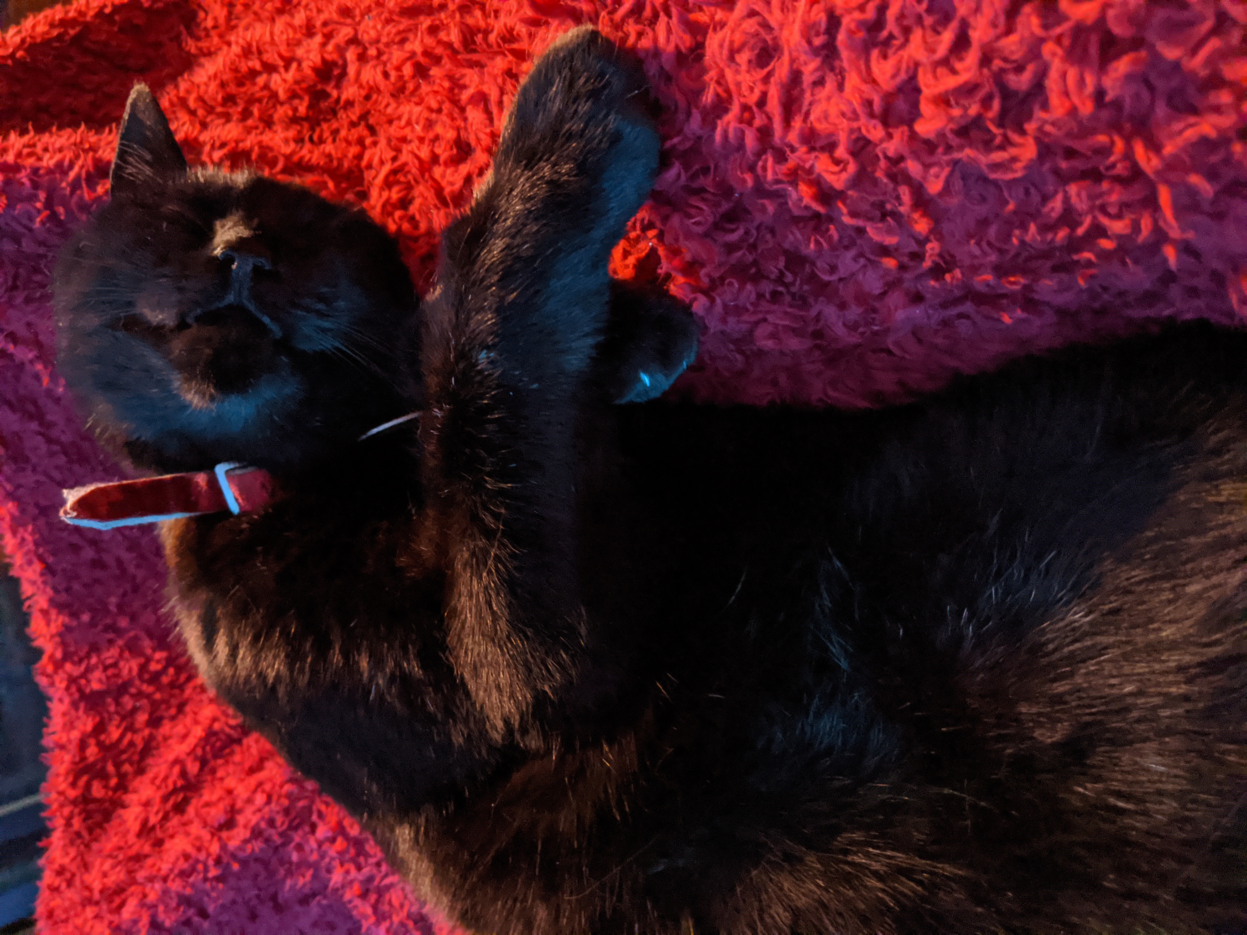 Black cat lying sleepily on his side, snuggling into Jamie's leg