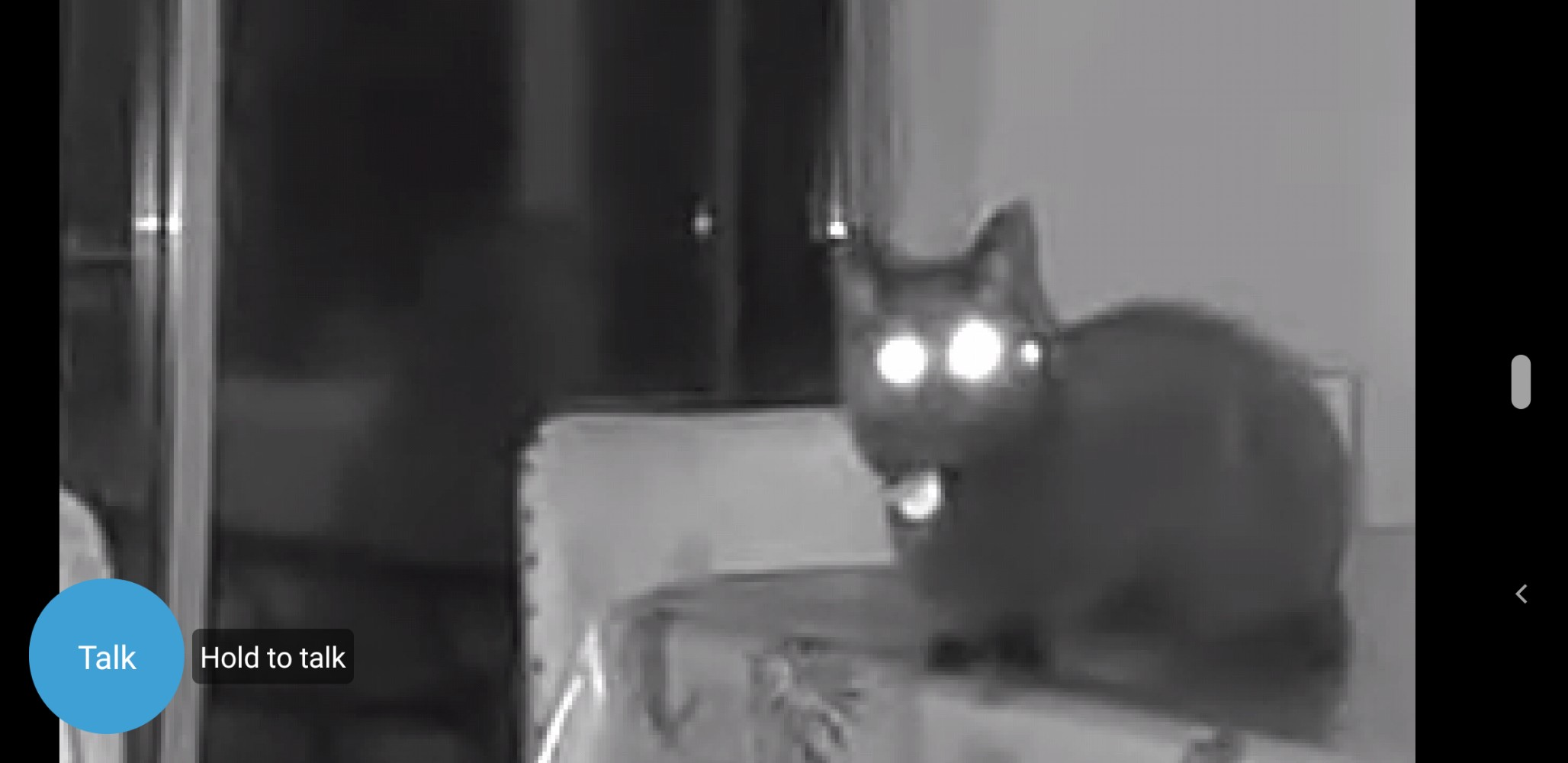 Screenshot of security camera app with night vision setting showing black cat, Morph, who is looking at the camera with glowing white eyes, looking quite spooky