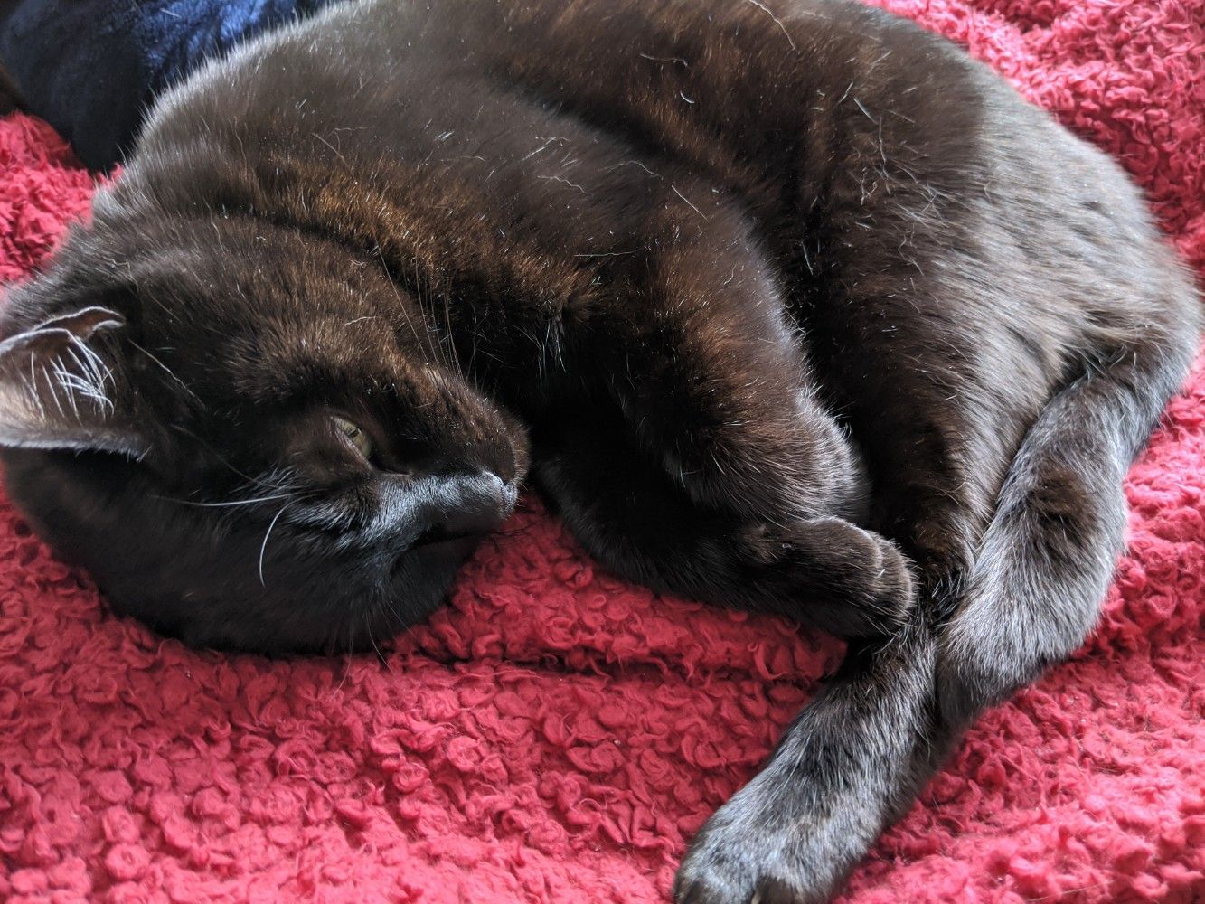 Black cat lying on his side sleepily, paws all grouped together