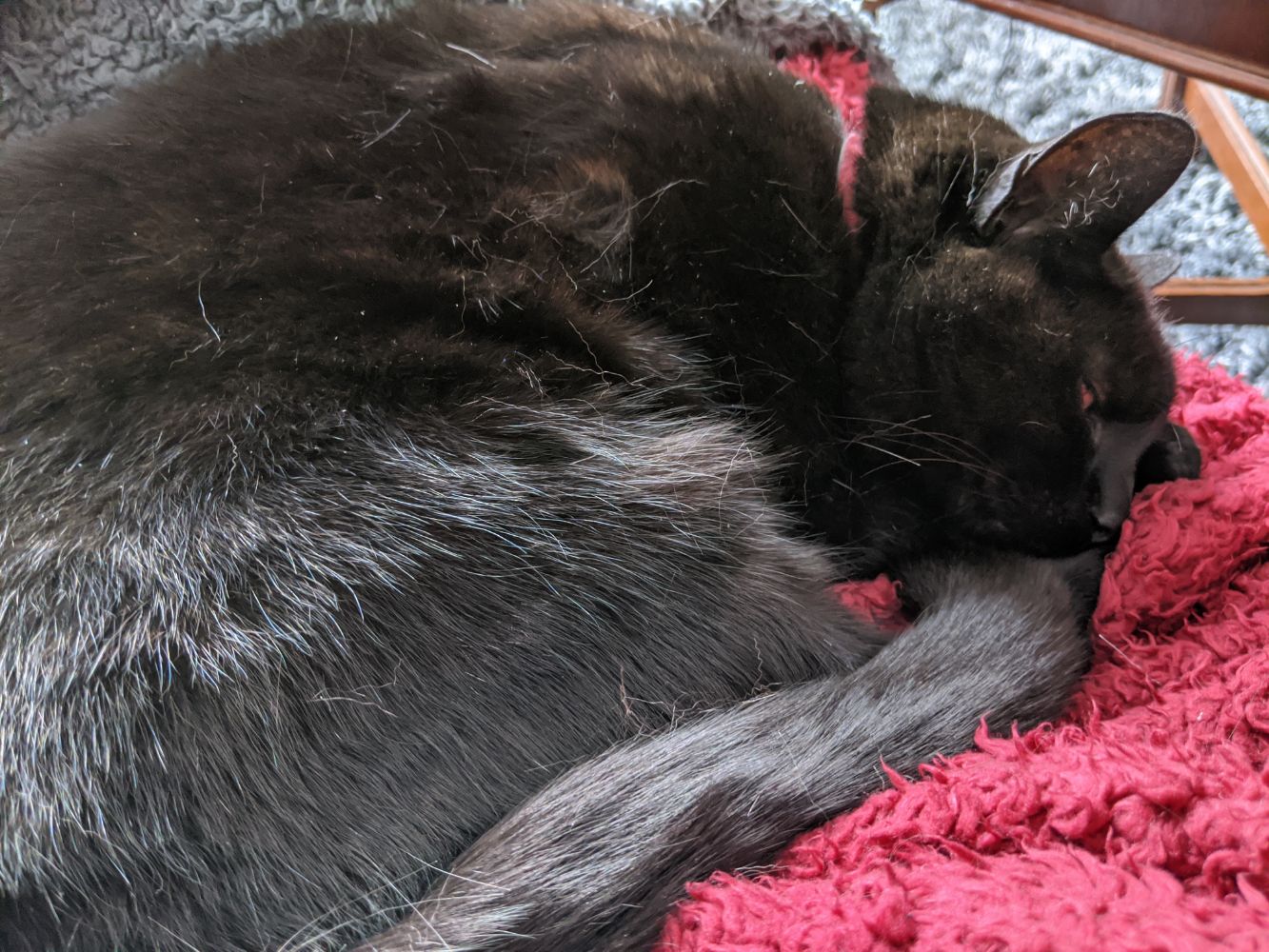 Black cat sleeping, one eye slightly open, with his tail curled up to his chin