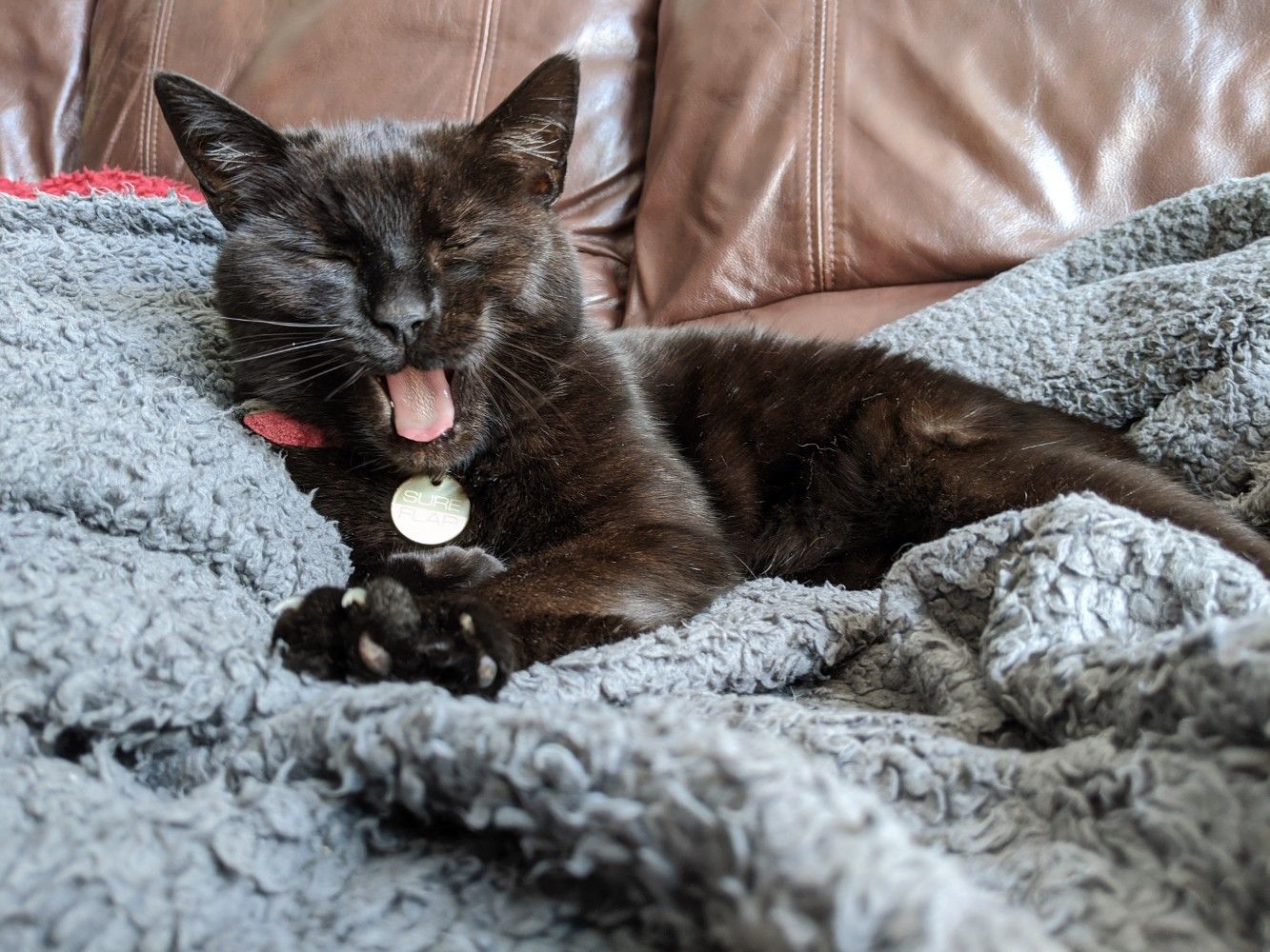 Black cat sitting up on a grey blanket, yawning