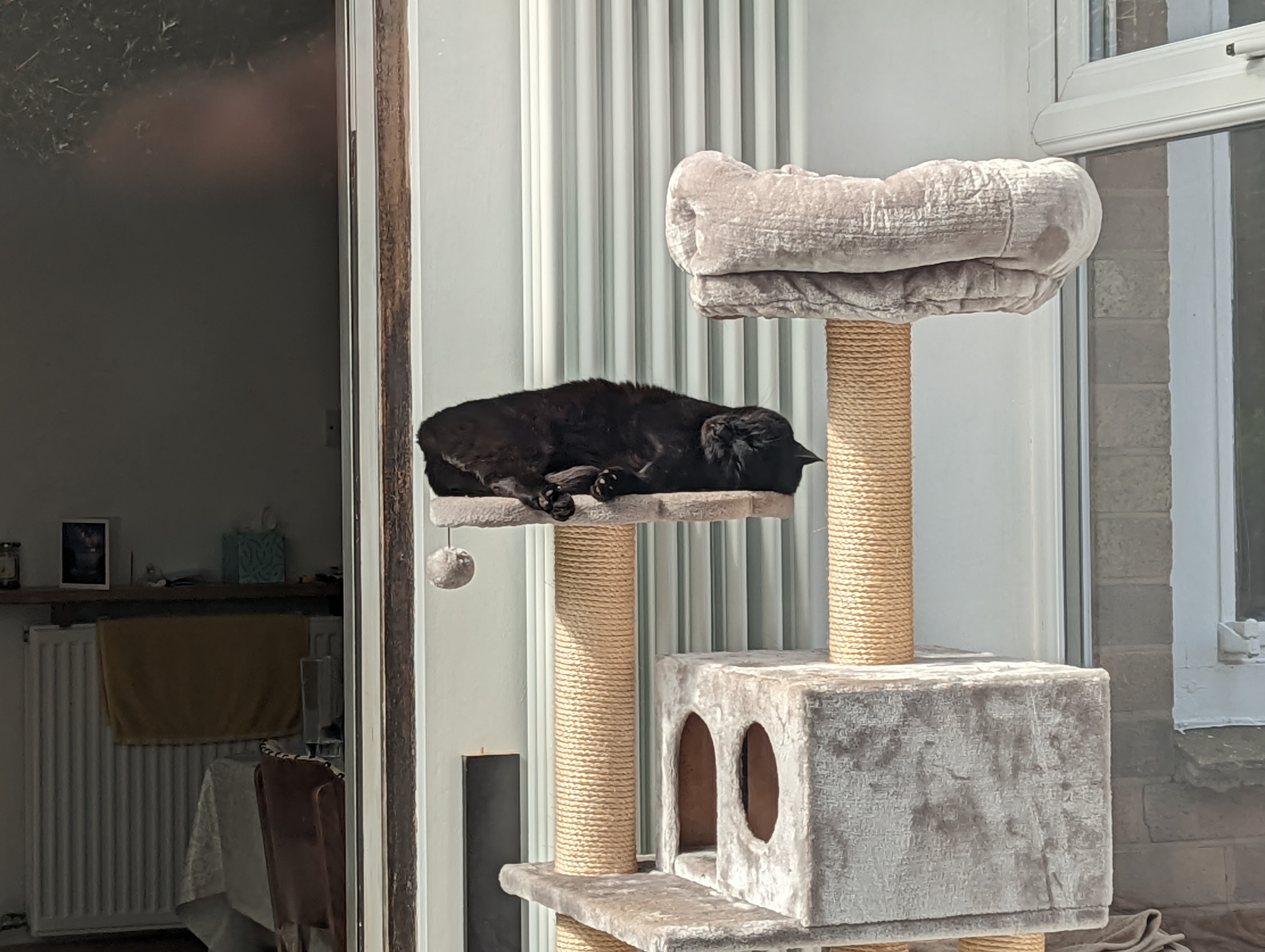 Black cat sleeping on his tower, flopped over on his side, in a sunny conservatory