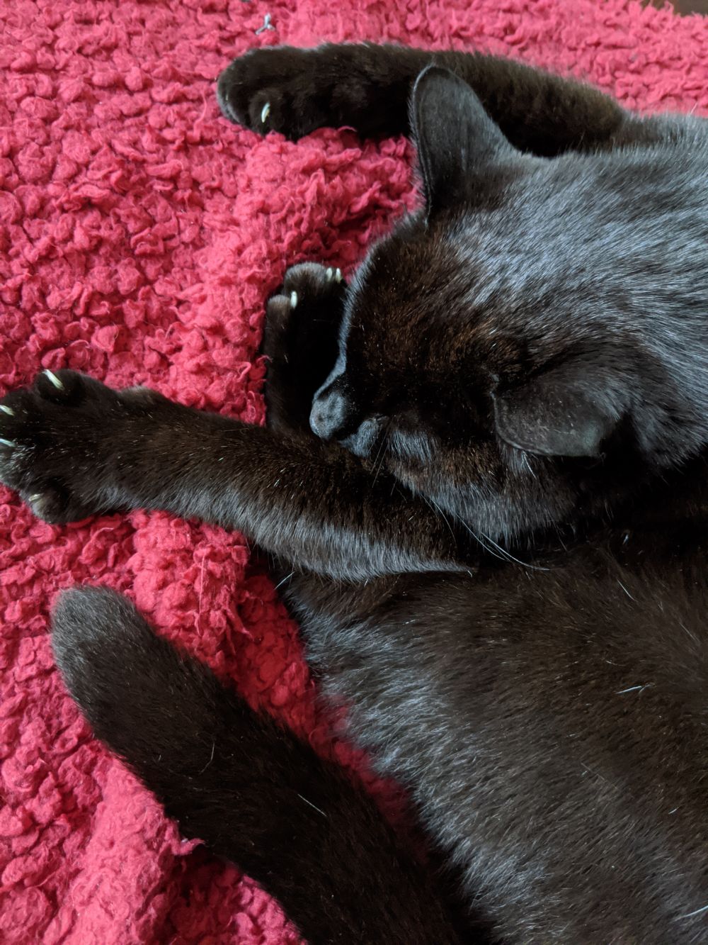 Black cat with three out of four paws visible, with one of his back paws curled round in a somehow comfortable position