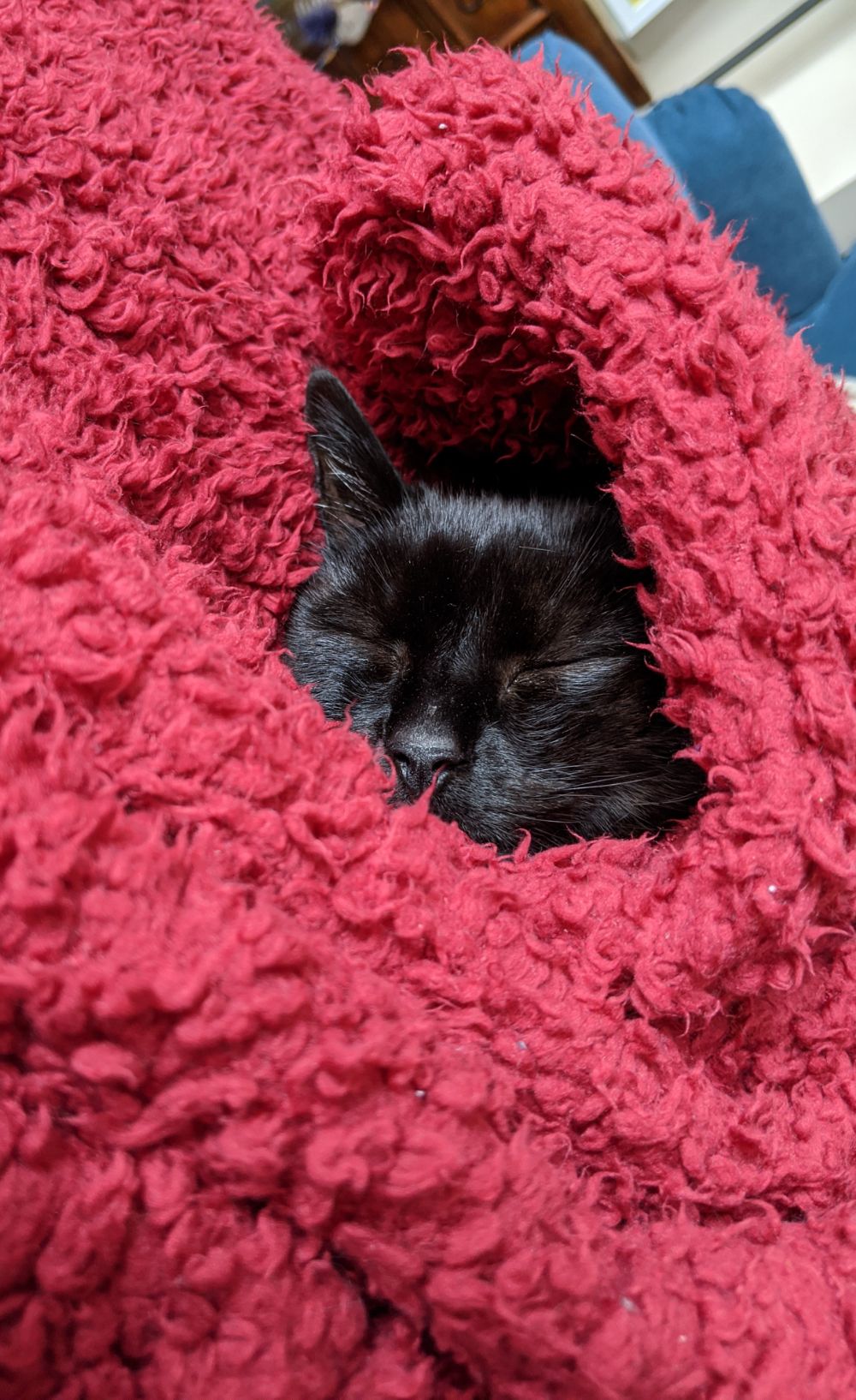 Black cat head surrounded by a sea of red blanket