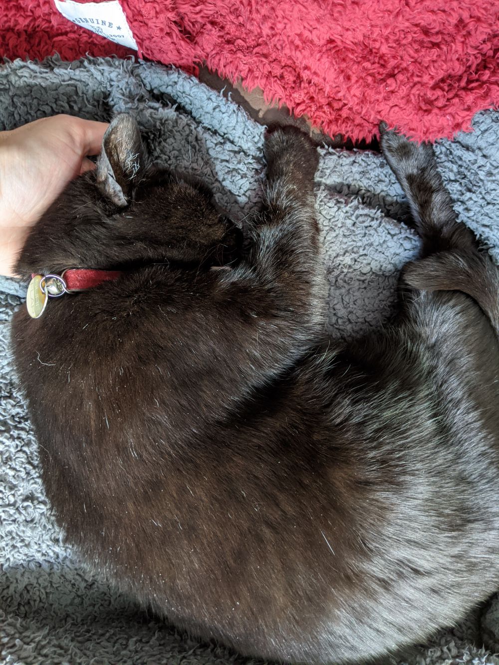 Black cat lying curled up, with his head resting fully on Jamie's hand, as if it were a pillow