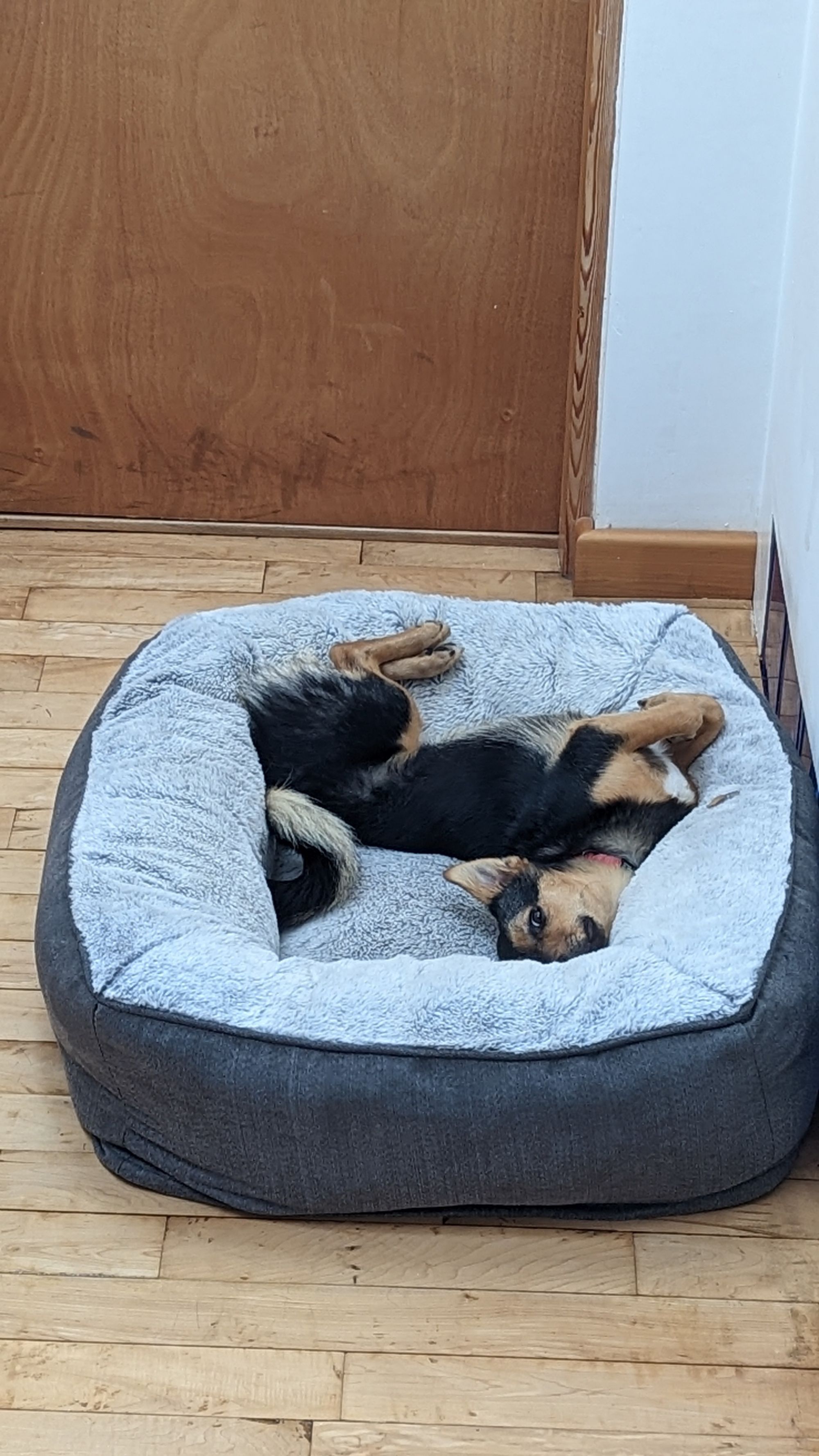 Cookie the puppy in the middle of her comfy bed, instead of lying morally, coiled around the outside of it, with her belly pressing up against the side facing outwards, and her head facing the camera