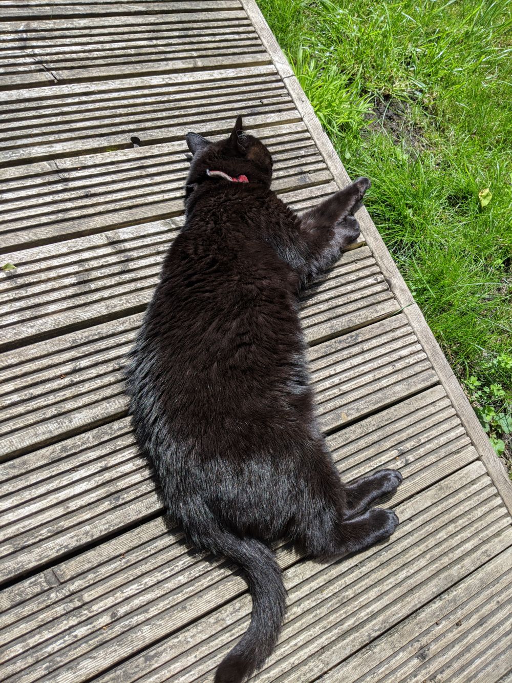 Black cat lying on the decking, stretched out on his side, looking quite hot