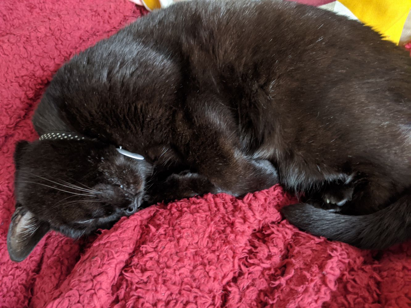 Black cat lying asleep on a red blanket, with his paws curled into him, and a hint of a tooth