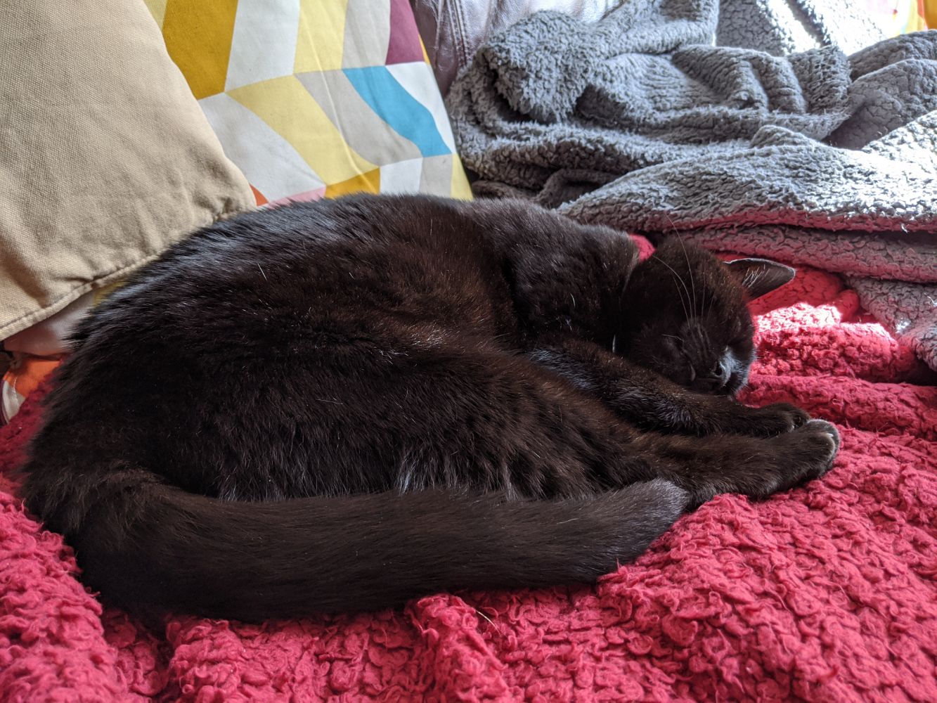 Black cat lying on a red blanket, on his side, with just a hint of tongue, with a sliver of sun on him