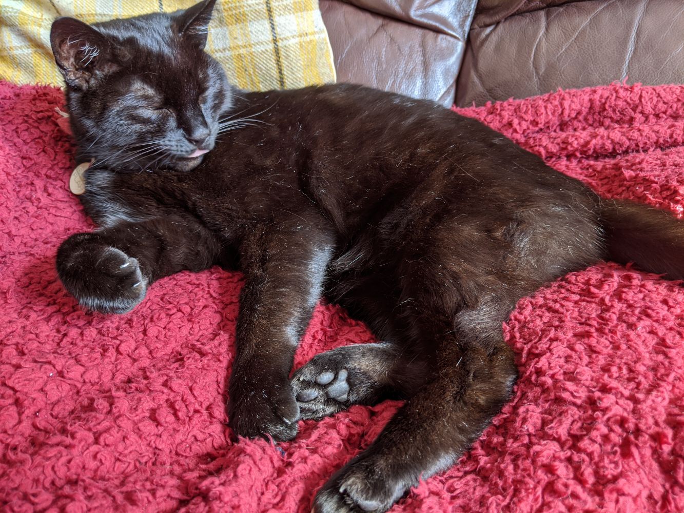 Black cat half lying down, half sitting, with his arm out in a curled position and a little mlem Black cat half lying down, half sitting, with his arm out in a curled position and a little mlem