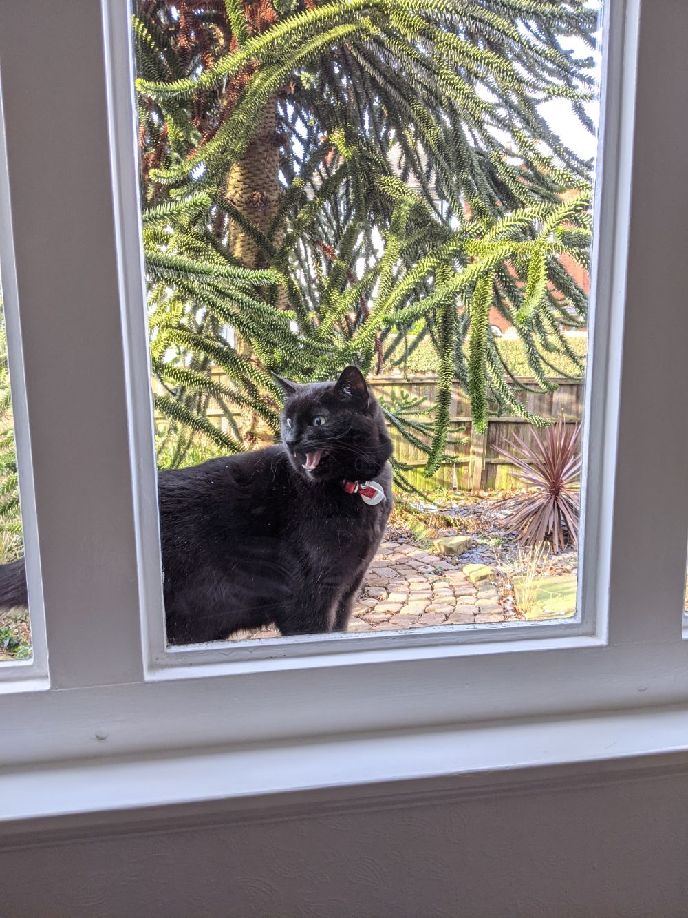 Black cat standing outside on the windowsill outside the living room, looking inside and meowing