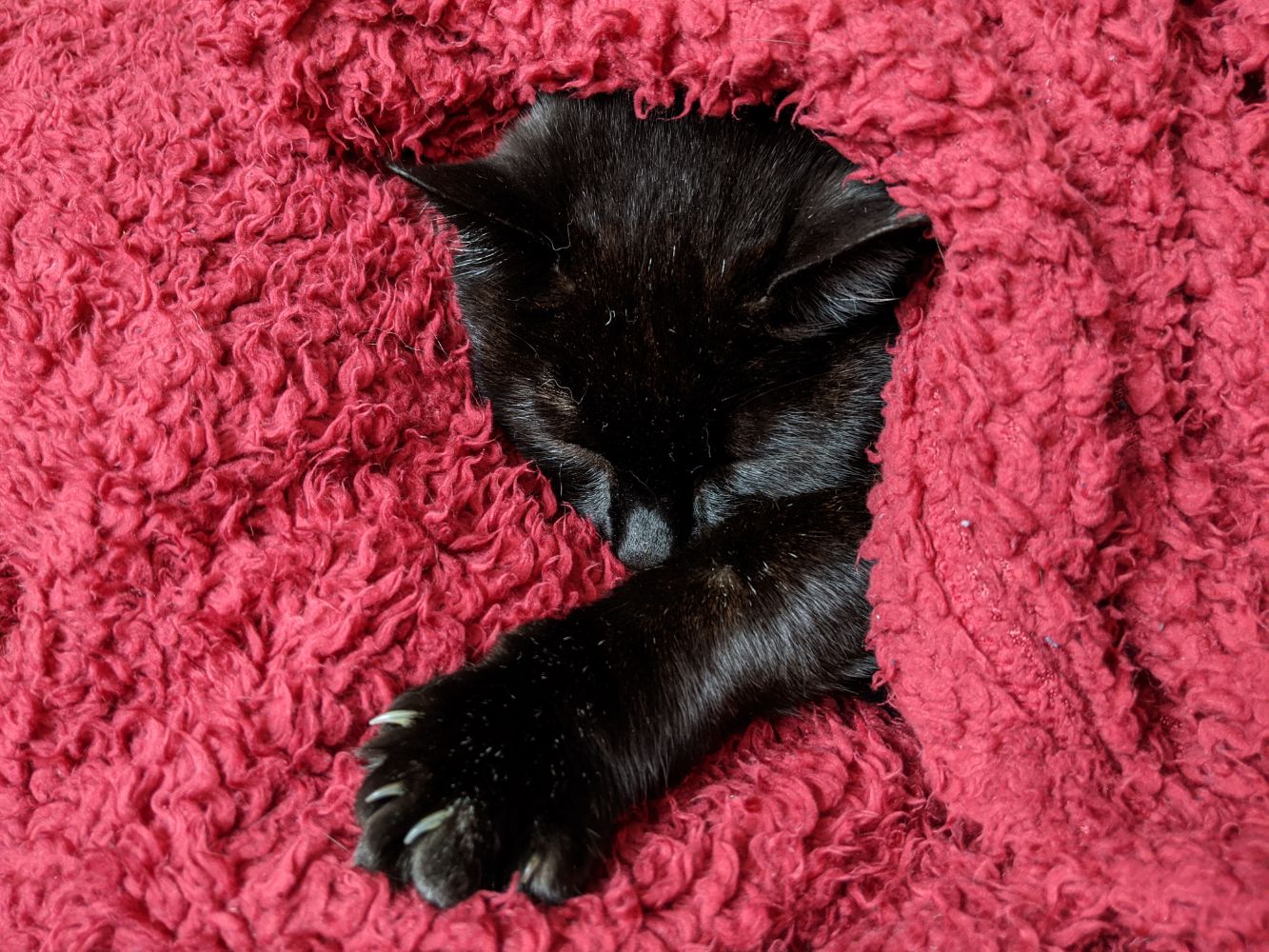 Black cat wrapped in a red blanket, with his head and one paw only visible