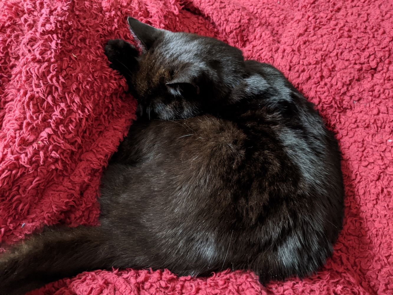Black cat lying in Jamie's lap, sitting in a little square, on a red blanket