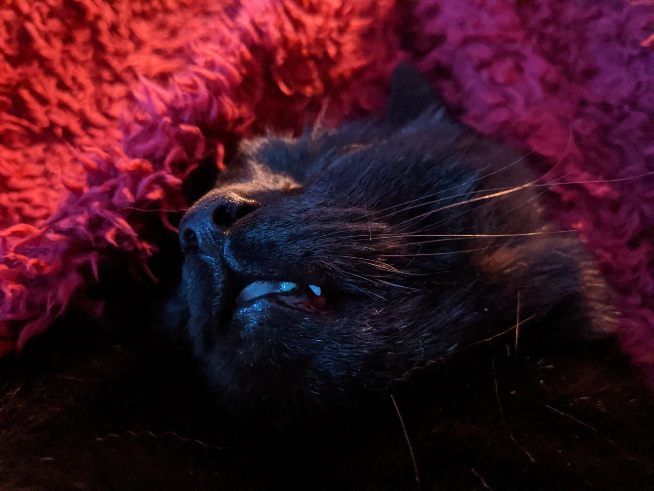 Sleeping black cat, with mouth slightly open showing a sliver of tongue Sleeping black cat, with mouth slightly open showing a sliver of tongue