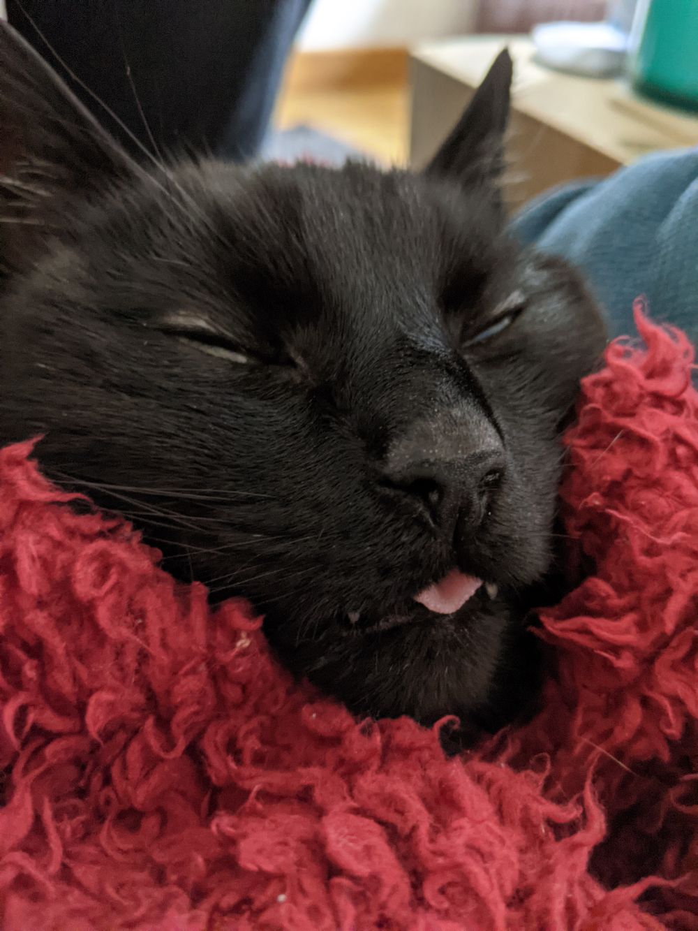Profile of a black cat, wtih his eyes slightly open, and his tongue out in a good mlem, wrapped in a red blanket