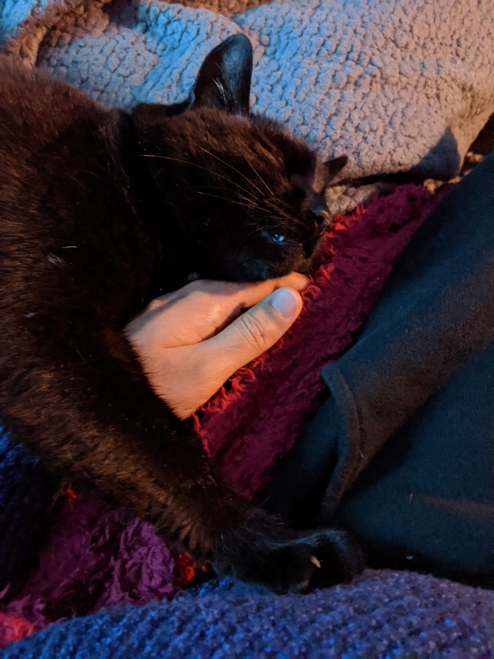 Black cat lying on top of Jamie's hand, asleep, with a paw pressed onto Jamie's belly