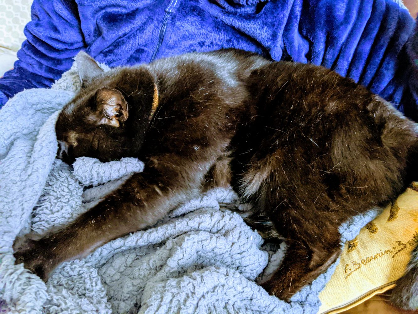 Black cat snuffling a grey blanket on Anna's lap
