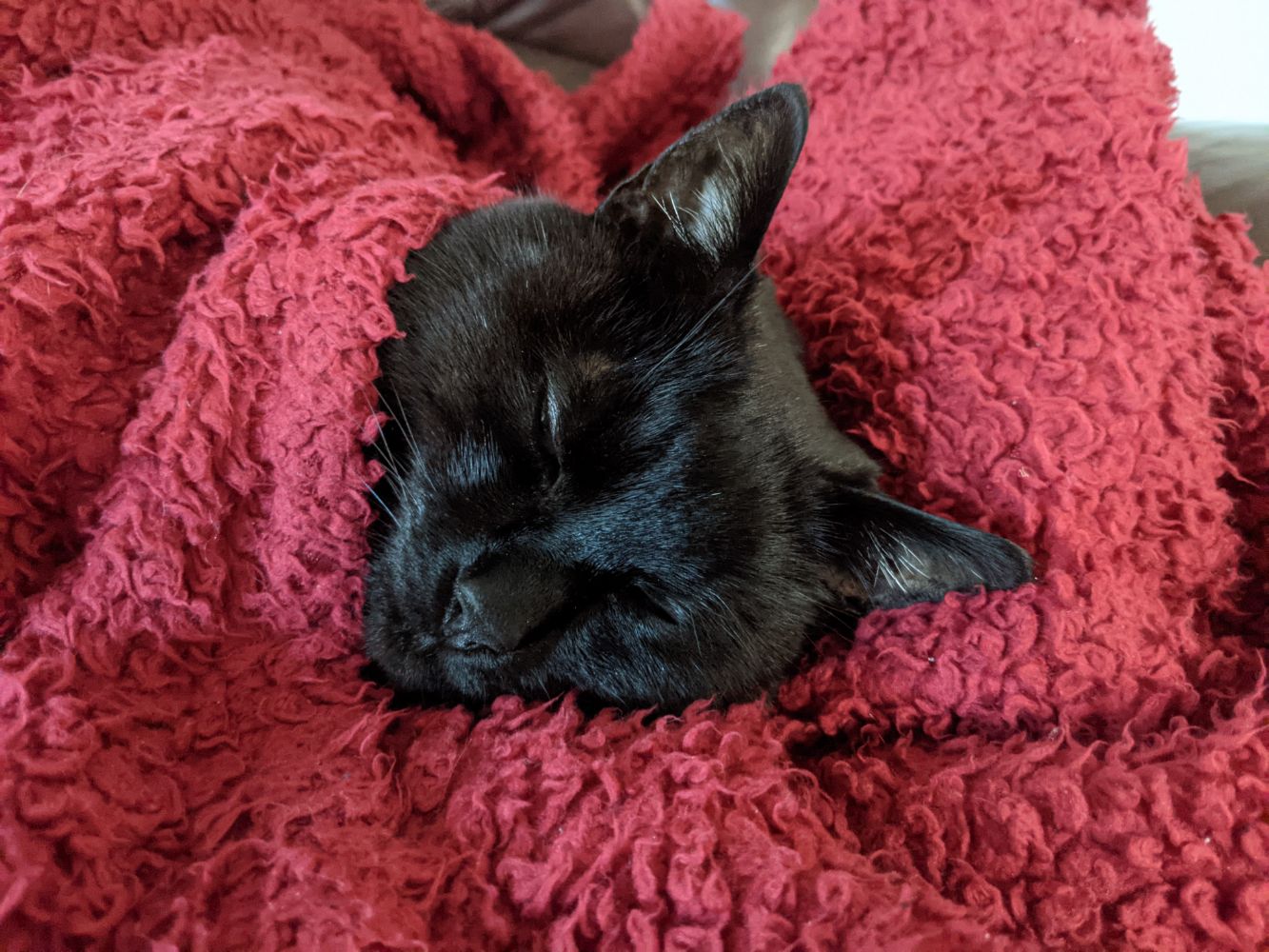Black cat lying on his side, wrapped completely inside a red blanket, with only his face visible