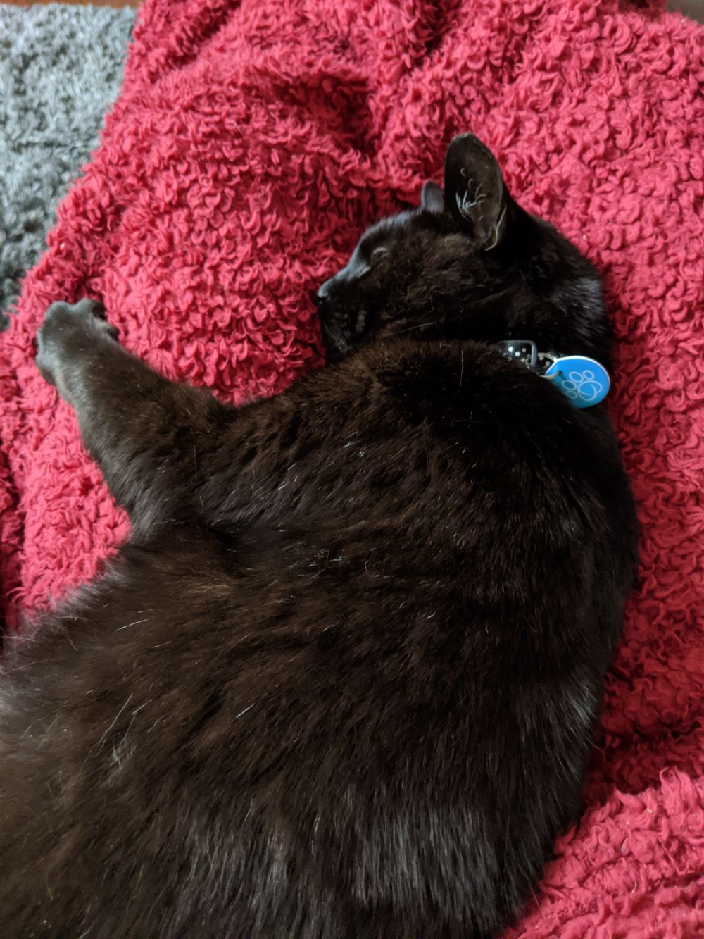 Black cat snuggled in between Jamie's outstretched legs, on a red blanket