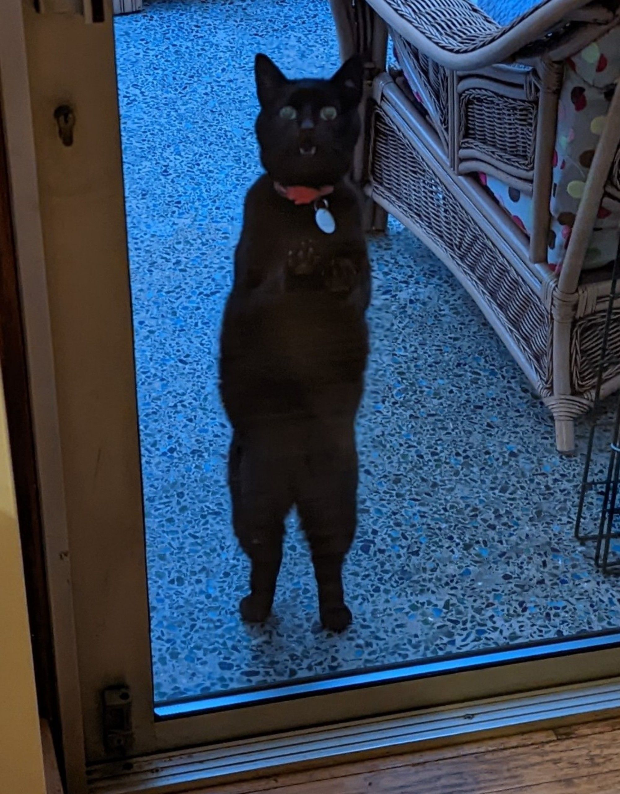 Morph the cat is in the conservatory, stretching up against the glass door and meowing to be let into the rest of the house. His belly is exposed and could do with some cuddling