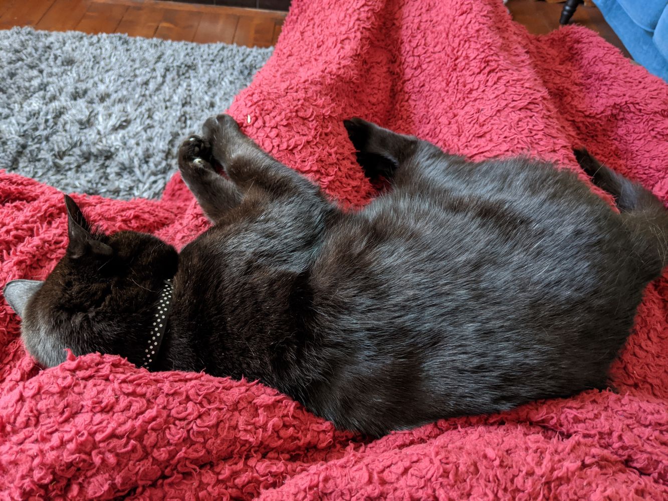 Jamie's lap and legs wrapped in a red blanket, with Morph lying in his lap, very content