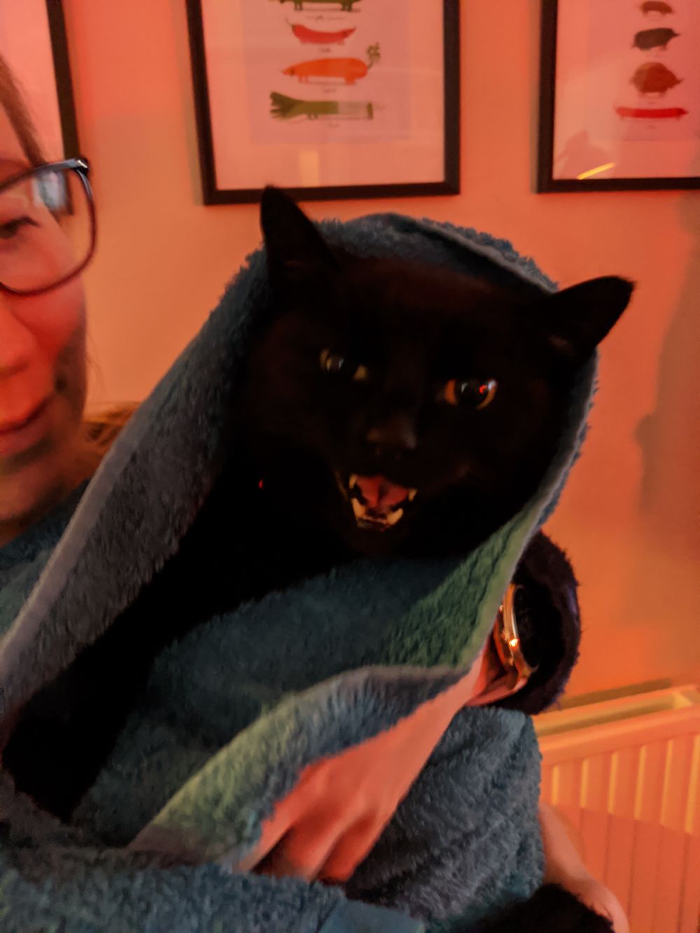 Black cat wrapped up in a blue blanket, being held by Anna, looking at the camera, a little more comfortable and happy