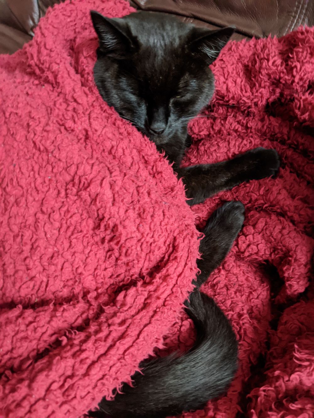 Black cat sitting up slightly, wrapped in a red blanket