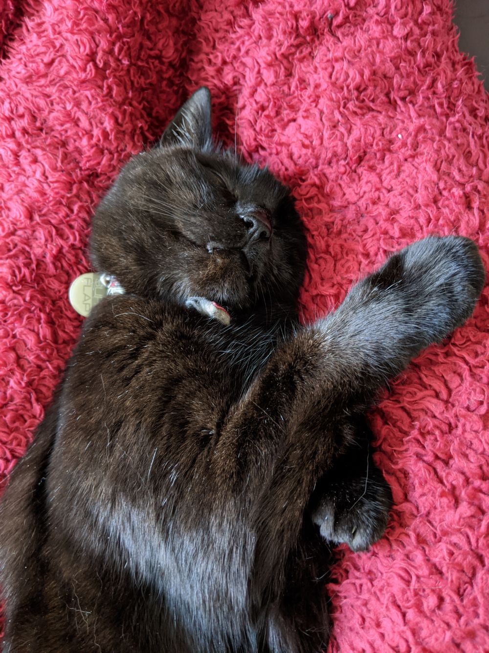 Black cat lying on his side, sleeping and looking contented, lying between Jamie's legs