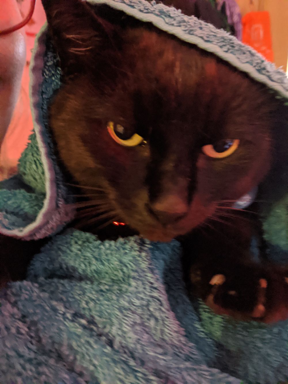 Black cat wrapped up in a blue blanket, being held by Anna, looking at the camera with one paw looking a little kneady