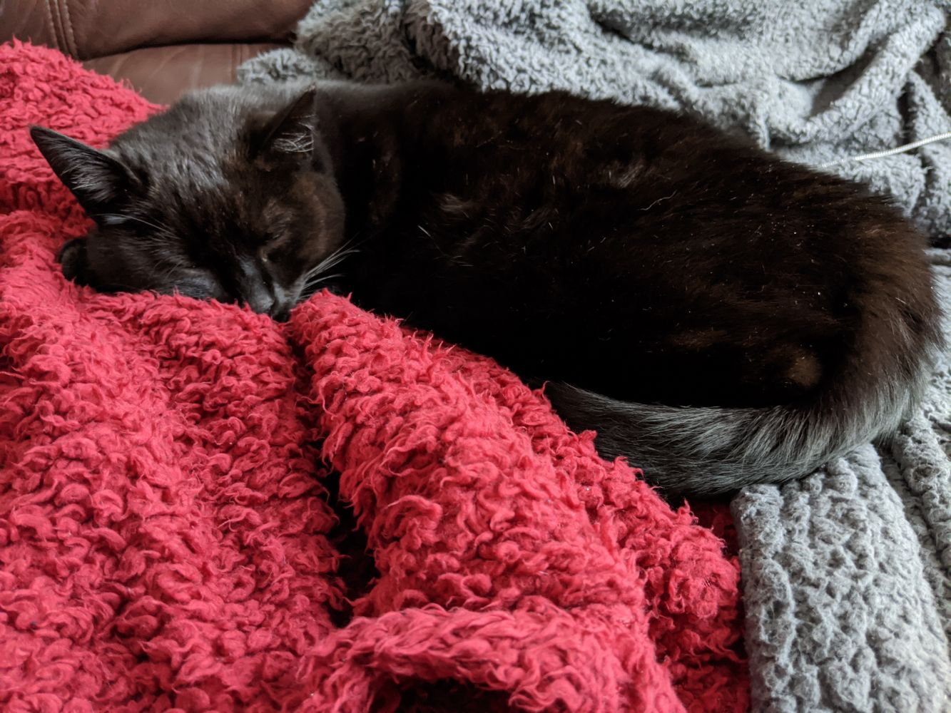 Black cat sleeping, half on a red blanket, half on a grey blanket