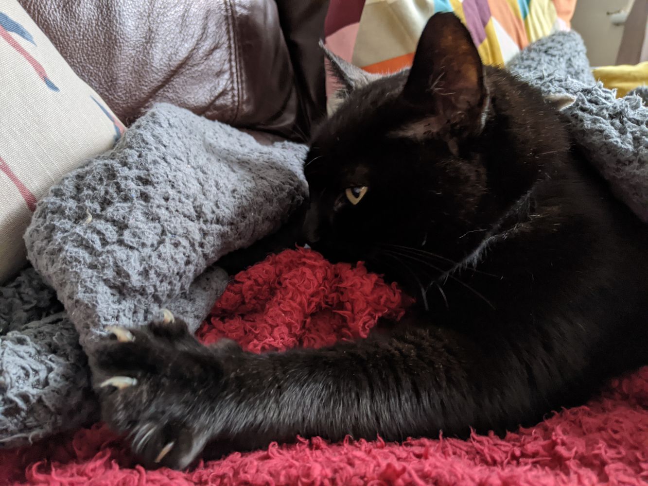 Black cat kneading on a grey blanket with his murder mittens, while nuzzling on a red blanket