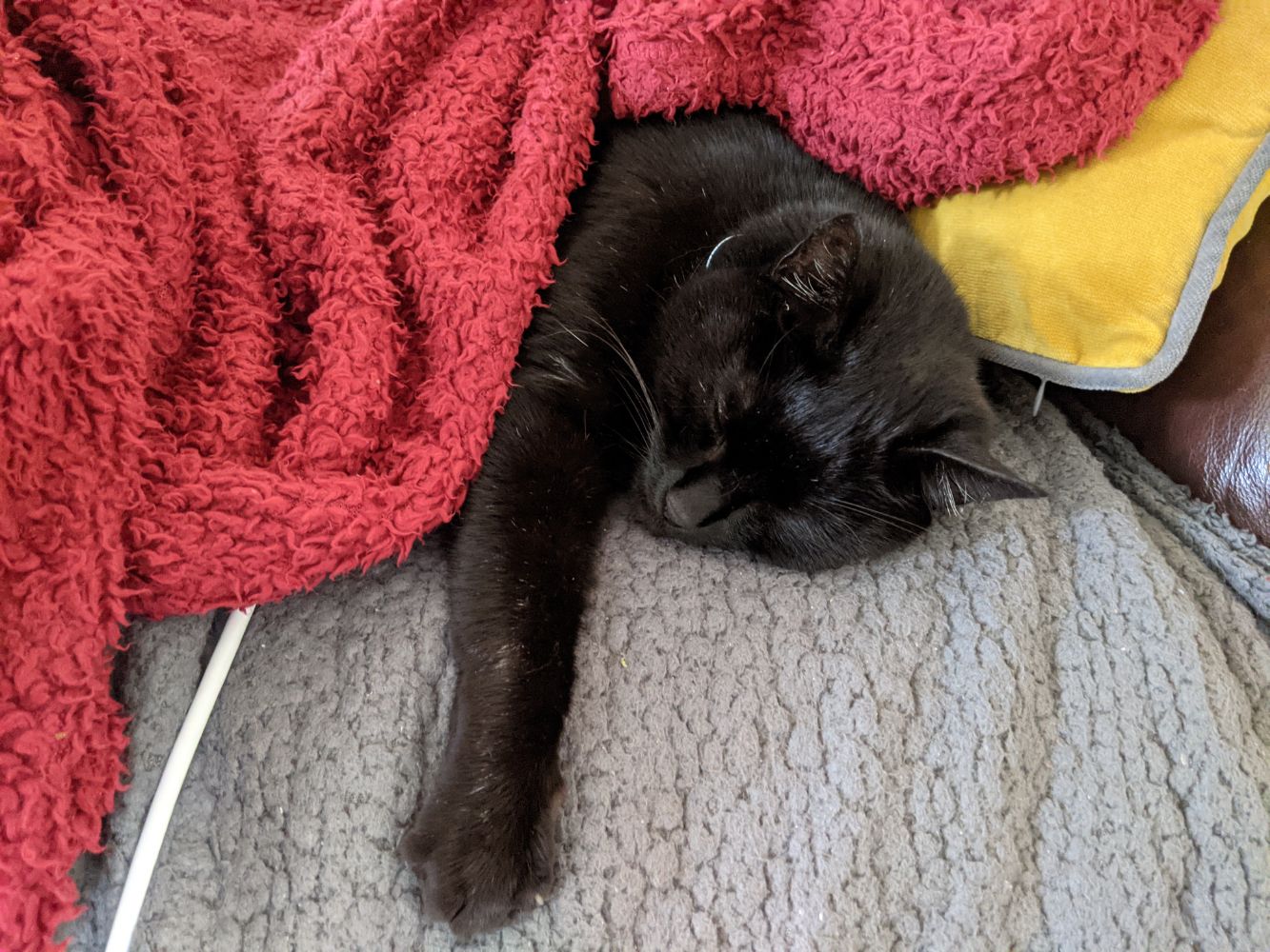 Black cat (Morph) lying on a grey blanket, with a red blanket wrapped around him, his arm outstretched, and looking very content and sleepy