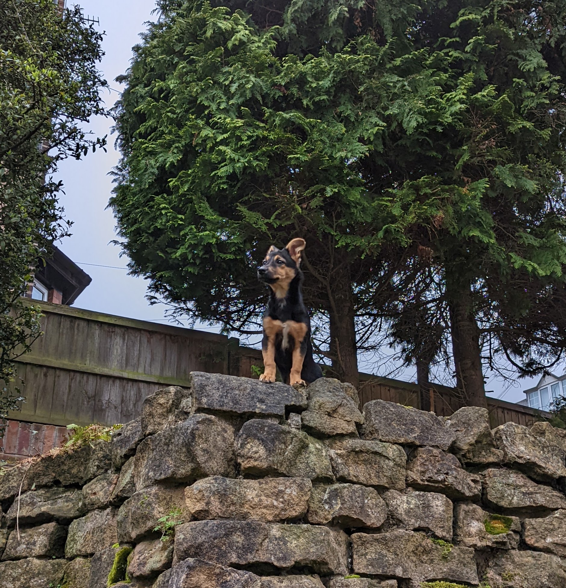 Cookie the dog standing on an upper level in the garden, on top of a grey stone wall, looking out over the garden