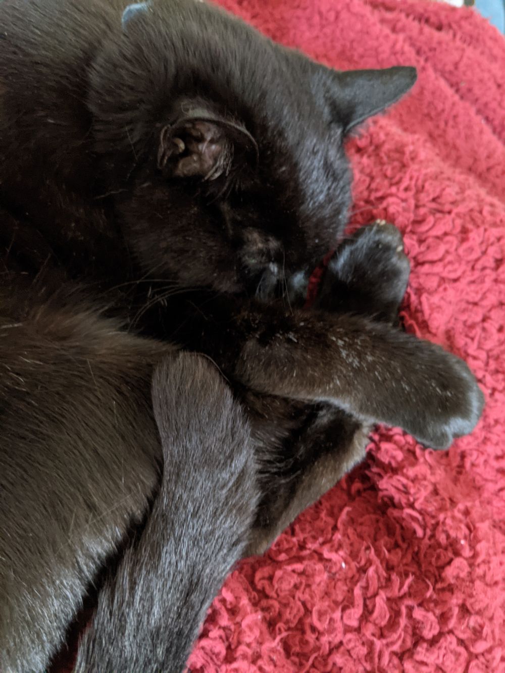 Black cat (Morph) curled up on a red blanket with all his paws and his tail all curled up together