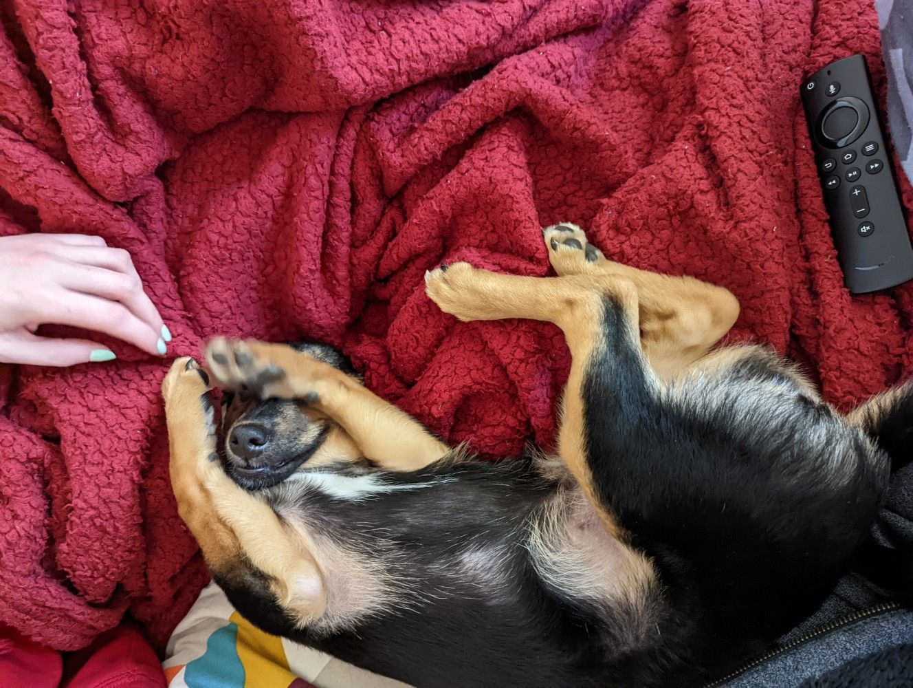 Cookie, the dog, asleep on her back with her paws over her eyes and her belly exposed, lying on a red blanket