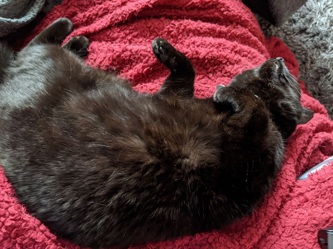 Black cat lying on a red blanket, on his side, flopped and looking quite comfortable