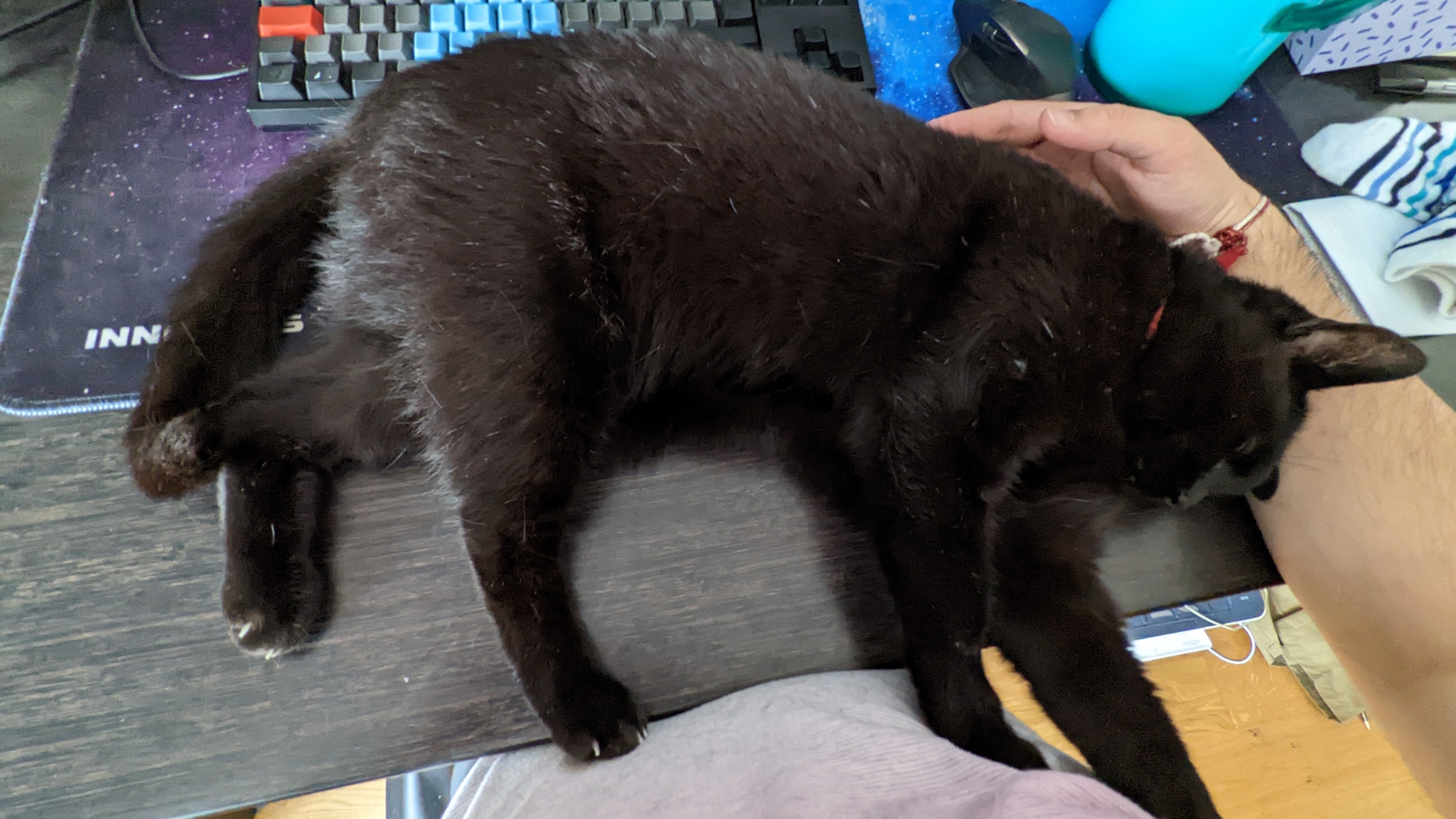 Black cat (Morph) lying on Jamie's standing desk, in an upright position, with his paws (painfully) kneading Jamie's belly