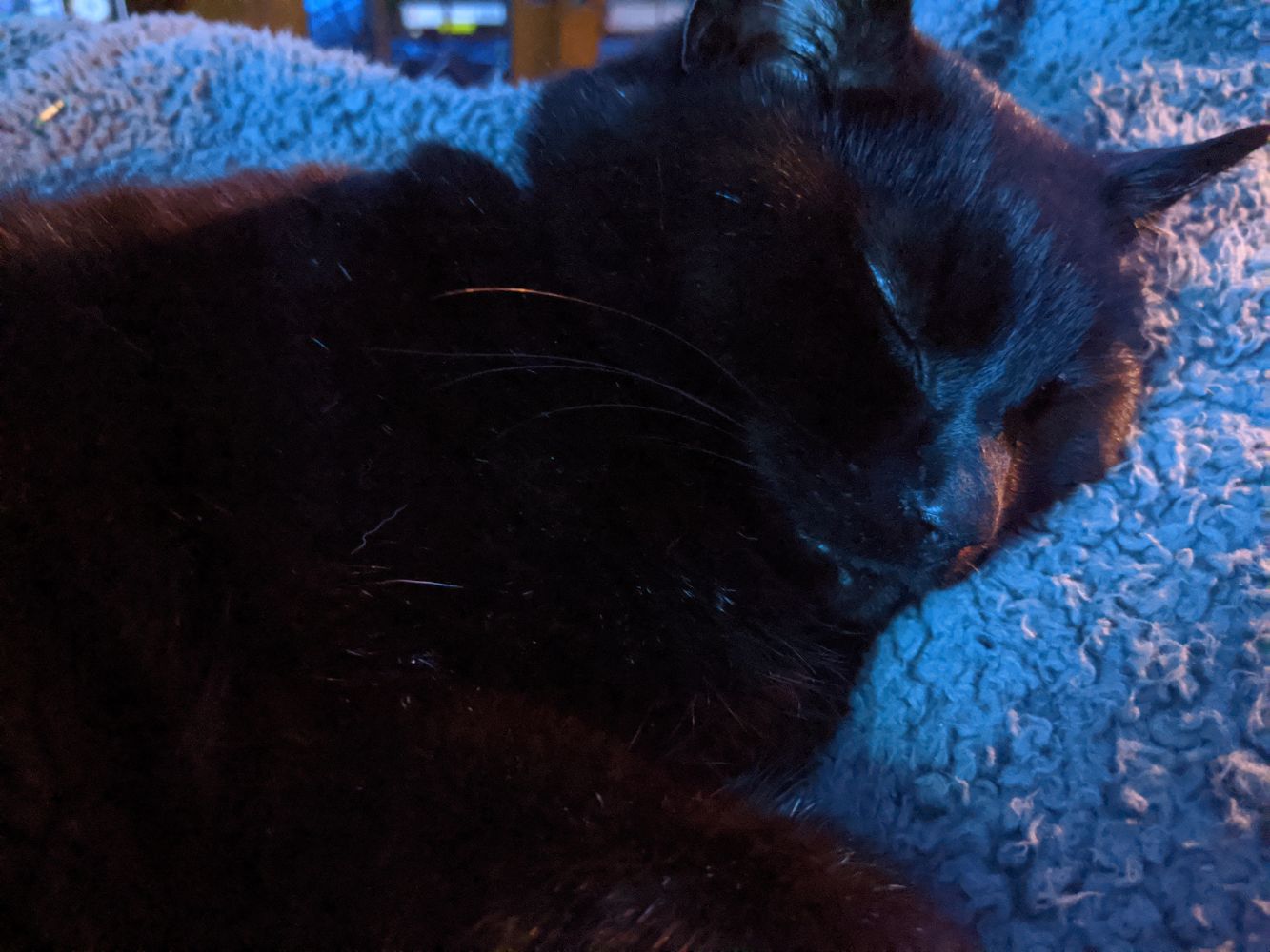 Black cat sleeping