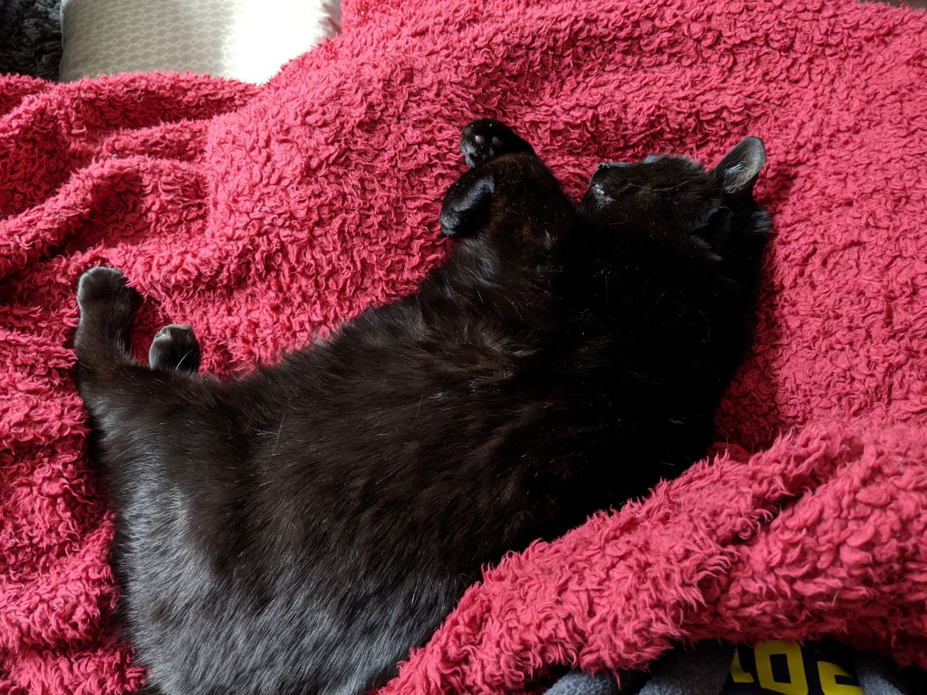 Black cat flopped on my lap Black cat flopped on my lap