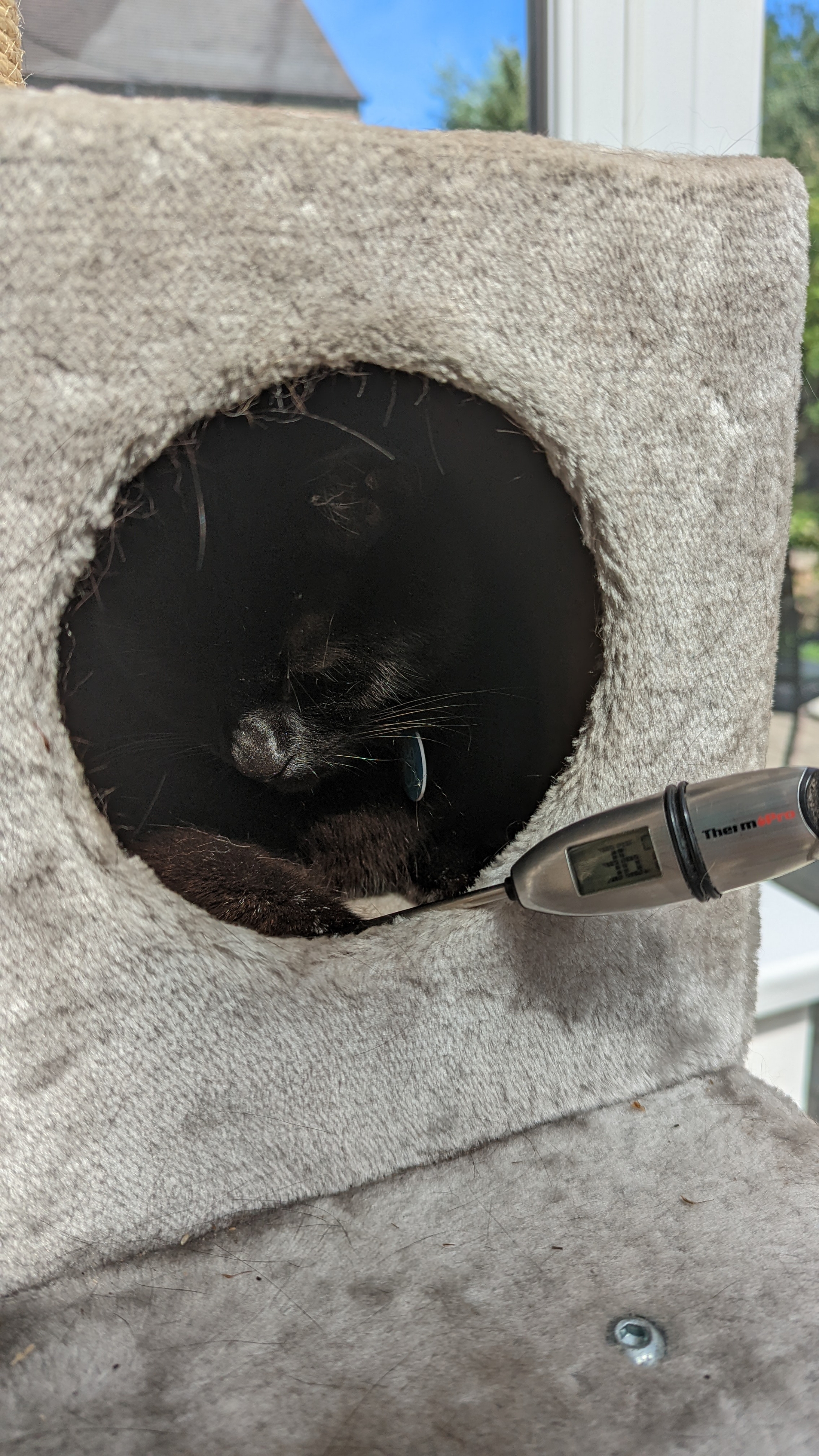 Morph the cat on his grey tower in the conservatory, inside a little hidey hole, with a meat thermometer showing the air temperature in the box as currently 36 degrees Celsius