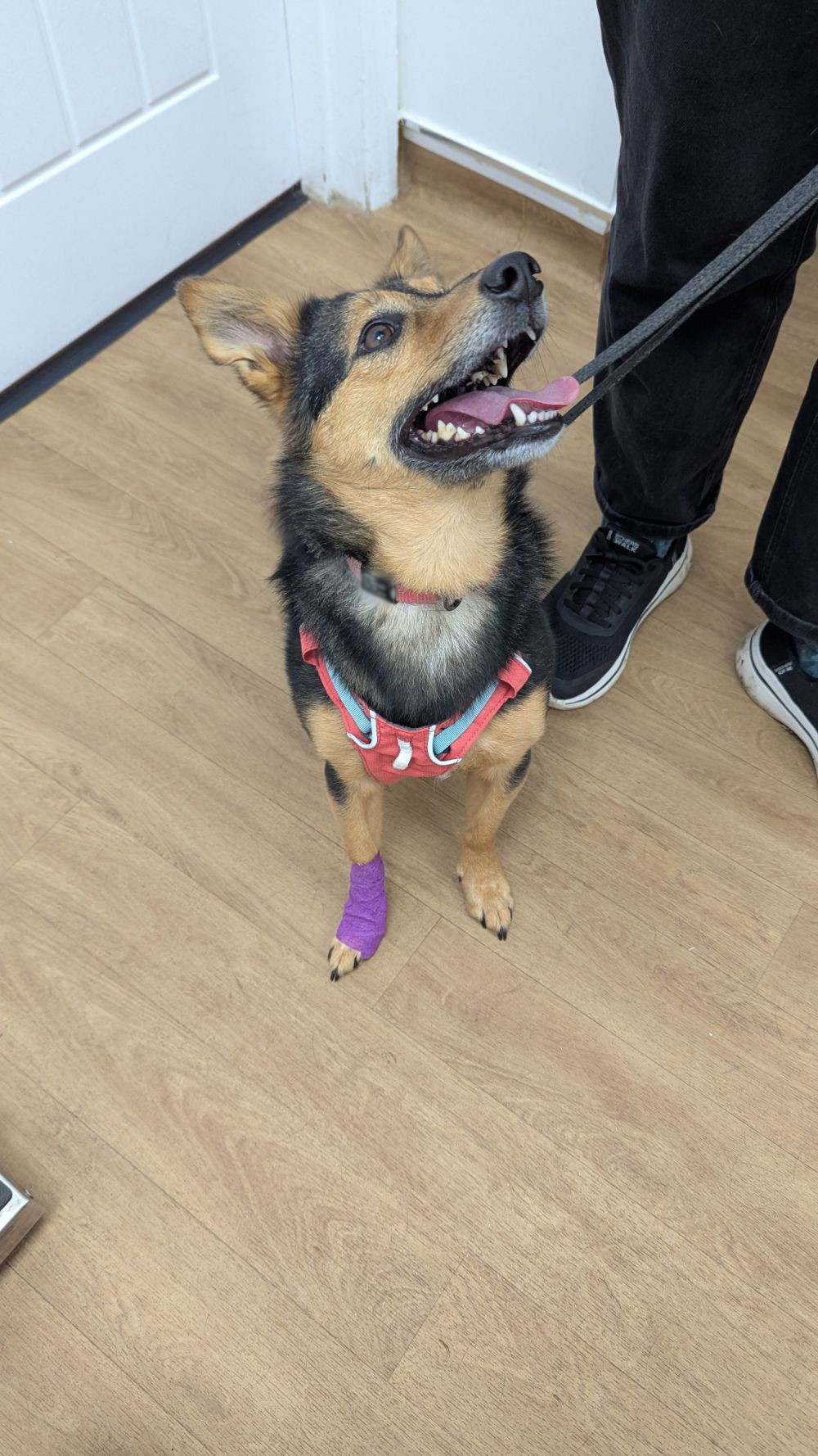 Cookie the dog in the vet's office, smiling up at Anna (not pictured) and looking very brave. She's got a purple bandage over her right paw, covering where her dew claw was removed, as it'd bent at a very precarious angle. Although it looks like she's looking up at Anna happily, she actually is watching Anna look at the removed dew claw, and Cookie thinks it's a treat for her. But she's still very loving and brave and happy considering. We're very proud of her, especially as she doesn't like her paws being touched at the best of times
