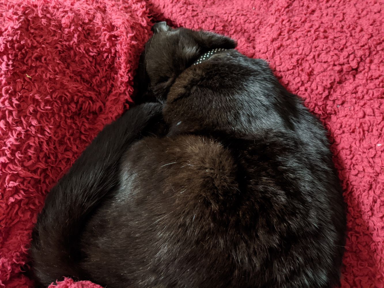 Black cat lying in Jamie's lap, with his head tucked into the red blanket