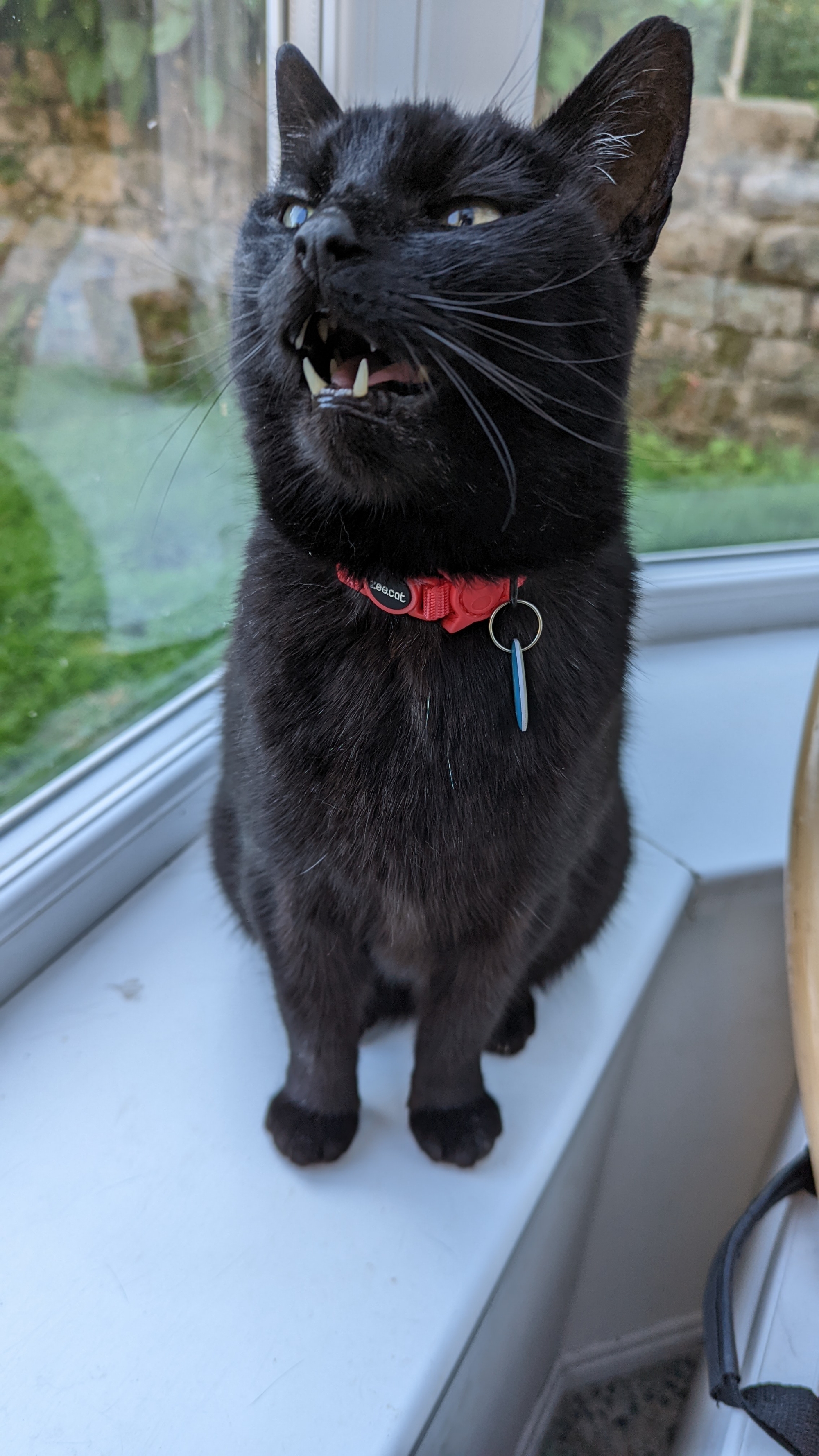 Morph, the black cat, looking slightly away from the camera, mid yawn with his toofies quite visible and a hot coral Zeedog collar (with Zeecat written on it) showing off